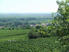 �ber die Weinberge nach Deidesheim
