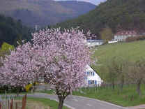 Landhotel Annahof