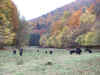 Galloways1.JPG (2454210 Byte)