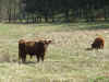 Galloways3.JPG (2584878 Byte)