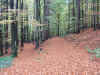 Herbstwald.JPG (2817916 Byte)