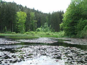Kranzwoog