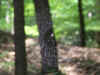 Spinnwebe.JPG (2004594 Byte)