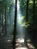 Wald.JPG (2255904 Byte)