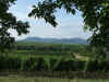 WeinstrasseOrensberg.JPG (2113779 Byte)