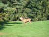 WildUndWanderparkSilz.JPG (2403183 Byte)
