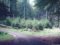 Weggabelung im zentralen Pf�lzerwald