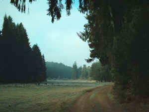 Wsteichelsbachtal nach Osten