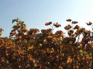Herbstlich gefrbte Weinbltter