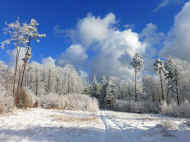 Wildacker am Mosisberg.JPG (85857 Byte)