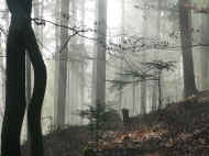 Winterwald.JPG (86672 Byte)