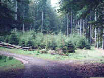 Weggabelung im zentralen Pflzerwald
