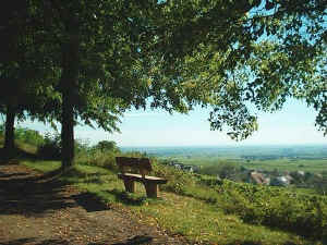 Gleisweiler Allee ber den Weinbergen