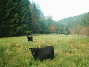 Rinderzucht im Horbachtal