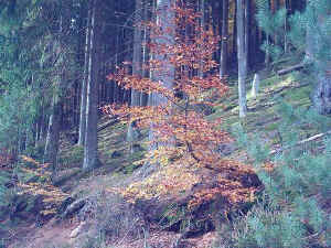 Typischer Hangbewuchs im Naturschutzgebiet Wolfslcher